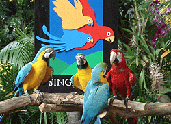 Jurong bird park